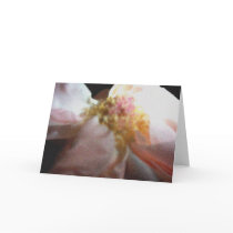 Pink Rose cards by RLMdesignes Pink Rose cards