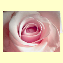 Pink Rose Card by ditayhoff Pink Rose Card