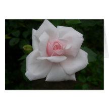 Pink rose card