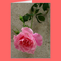 Pink Rose cards