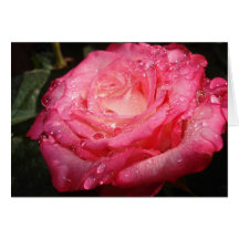 Pink Rose Cards