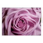 pink rose cards