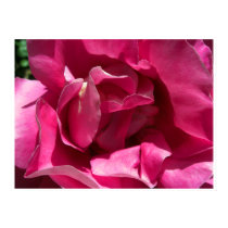 Pink Rose Close Large Prints and Posters by wingedturtle Pink Rose Close Large Prints and Posters