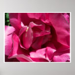 Pink Rose Close Large Prints and Posters
