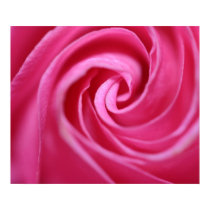 Pink rose closeup posters