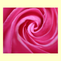 Pink rose closeup posters