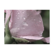 Pink Rose Drops Postcard