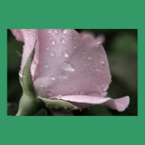 Pink Rose Drops Poster posters