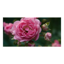 Pink Rose DSC3266 Custom Photo Card