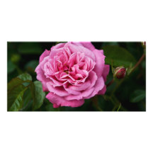 Pink Rose DSC3335 Photo Cards