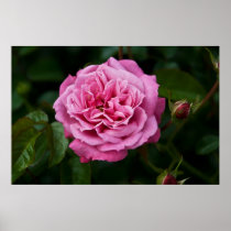 Pink Rose DSC3335 Posters