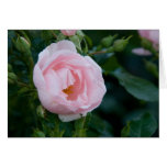 Pink Rose DSC3678 Greeting Cards