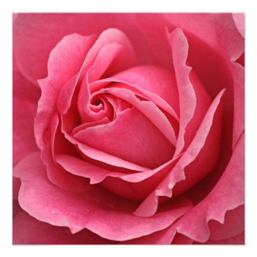 Pink Rose Flower 80th Birthday Party Announcement