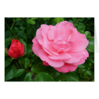 pink rose flower cards