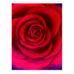 Pink Rose Flower Painting Art - Multi Postcard
