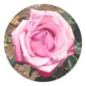 Pink Rose Flower Sticker