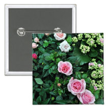 Pink rose Flowers and Tiny buds