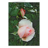 pink rose flowers cards