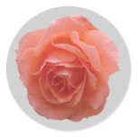 Pink Rose for You Round Sticker