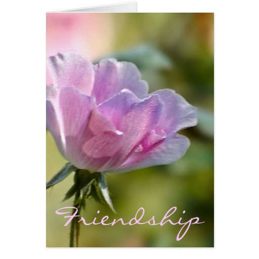 Pink Rose Friendship Card Zazzle