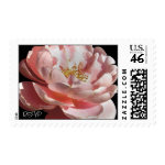 Pink Rose Full Bloom Black Wedding Postage stamp