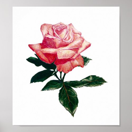 Pink Rose Full Bloom print