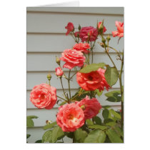 Pink Rose Garden cards