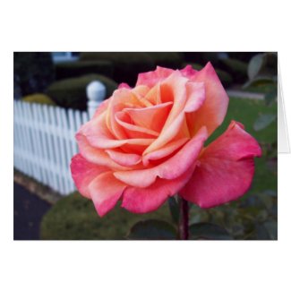 Pink Rose greeting Card card