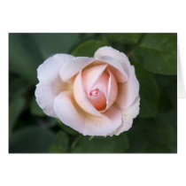 Pink rose cards