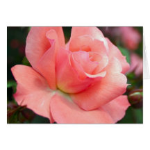 Pink Rose Greeting Card