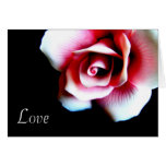 Pink Rose Greeting Card