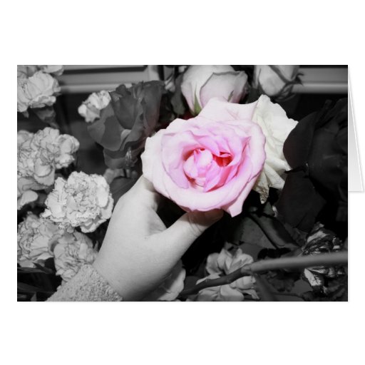 Pink Rose greeting card