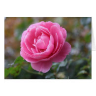 pink rose greeting cards