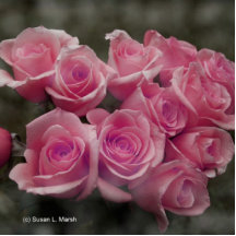 Pink rose group bunch photograph design photo cutouts
