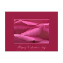 Pink rose - Happy Valentine's day postcard