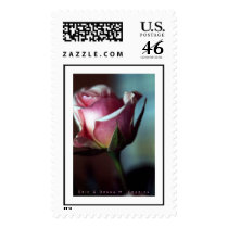Pink Rose II postage