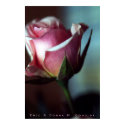 Pink Rose II posters