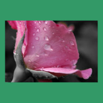 Pink Rose II Poster posters