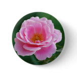 Pink rose in full bloom and meaning