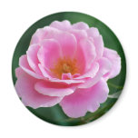 Pink rose in full bloom and meaning refrigerator magnet