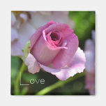 Pink Rose in Summer Magnet