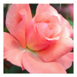 Pink Rose Invitations