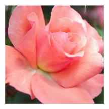 Pink Rose Invitations