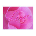 PINK ROSE & LOVE by SHARON SHARPE postcards by sharonsharpe PINK ROSE & LOVE by SHARON SHARPE postcards