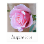 Pink Rose Love Postcard postcards