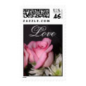 Pink Rose love stamp medium by bkang22 Pink Rose love stamp medium