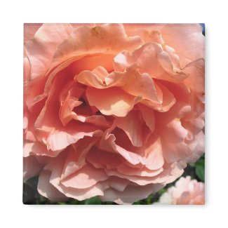 Pink Rose magnet