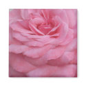Pink Rose Magnet by ggbythebay Pink Rose Magnet