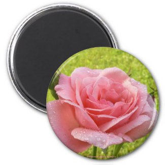 Pink Rose-Magnet magnet