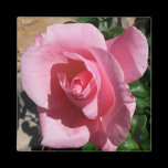 Pink Rose Magnet